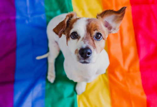 dog sitting on pride rainbow flag, smiling up at the camera