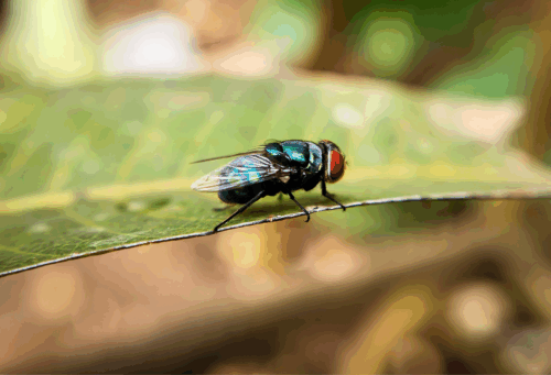 A New World Screwworm fly rests on a leaf