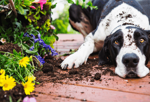 dog laying next to dug up flower garden