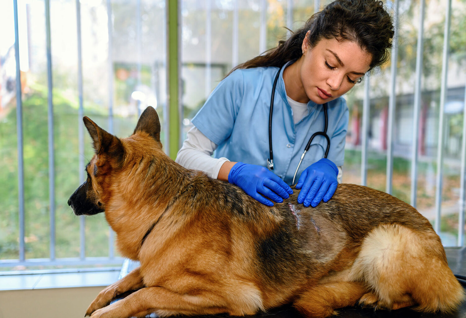 Veterinarian Diagnosing Your Dog