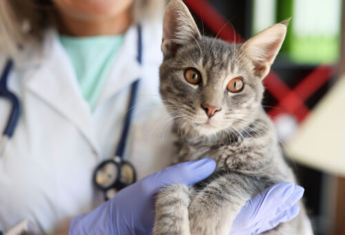 Cat getting bloodwork at vet