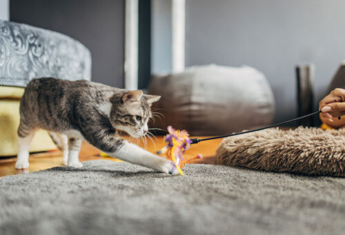 Playing with cat