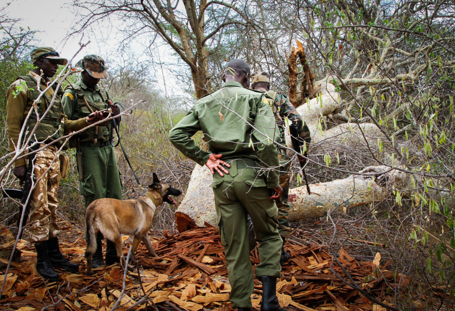 Rangers and Canine Unit track poachers in Kenya