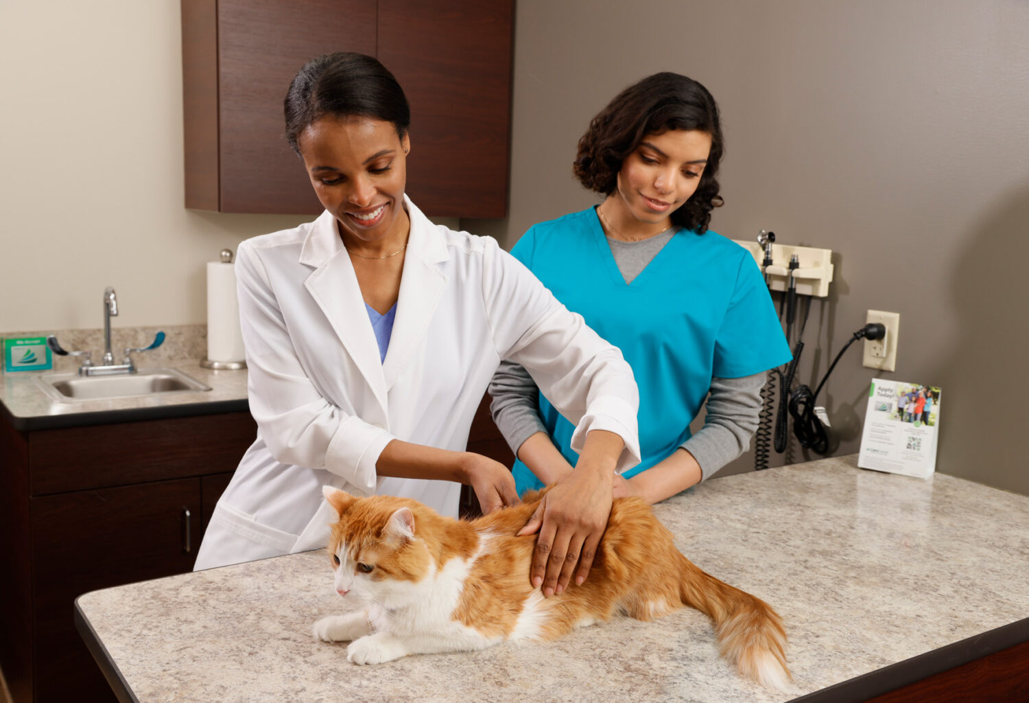 Vet and vet tech examining cat
