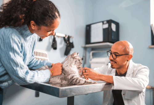 veterinarian works with cat while client looks on