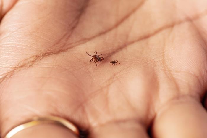 Longhorned tick in palm