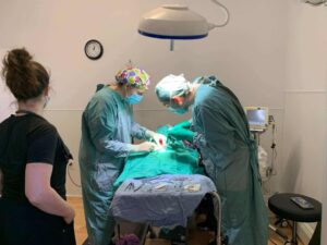 veterinarians performing surgery in Iqaluit