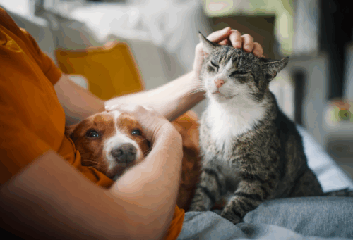 petting dog and cat