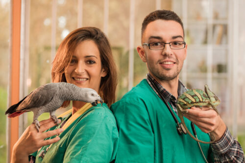 Young happy veterinarians holding a gray parrot and chameleon while looking at the camera.