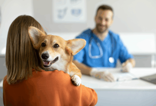 woman holding corgi at vet visit