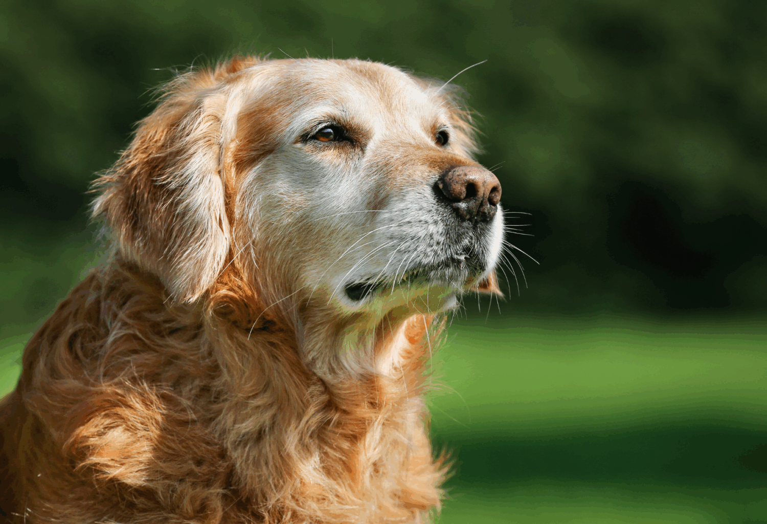 A portrait of senior golden retriever sitting outside