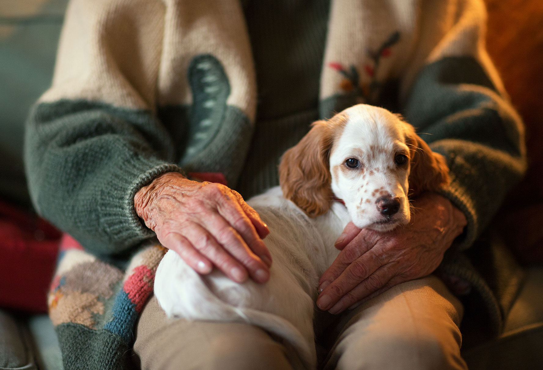 How to Train a Deaf And Blind Dog: Effective Steps for Success