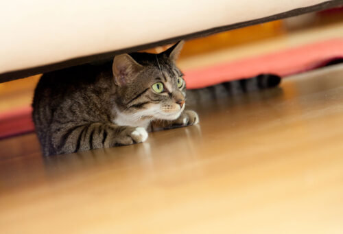 Cat anxious under bed