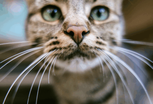 cat looking at the camera up close
