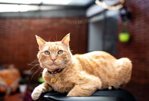 Cat protected from bird flu