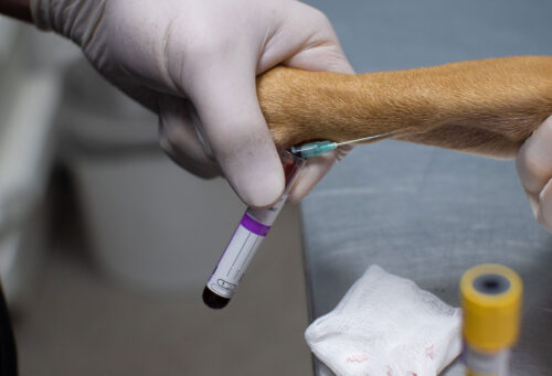 Dog having bloodwork taken