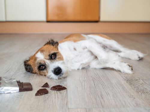 Dog poison from eating chocolate
