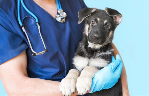 Dog with canine bloat at vet