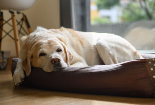 Pet with chronic illness laying down