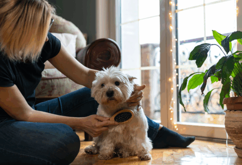 Grooming dog with allergies