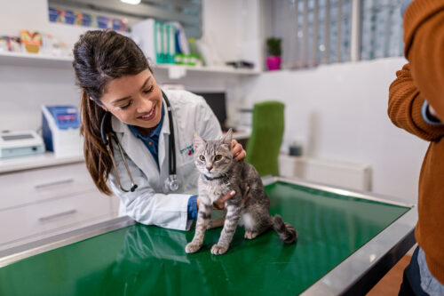 Stressed cat at vet clinic