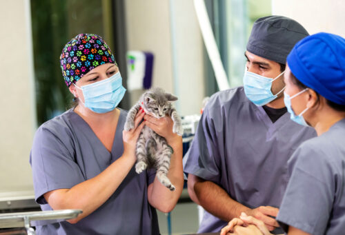 Veterinary team holding cat