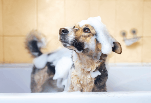 Sudsy pup in tub