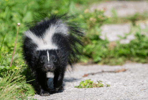 skunk outside
