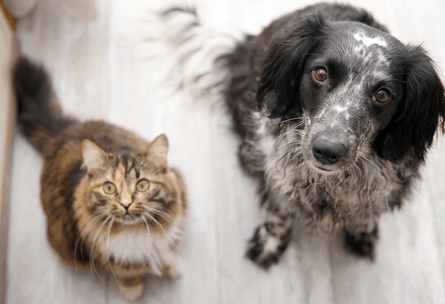 dog and cat in same household looking up at camera