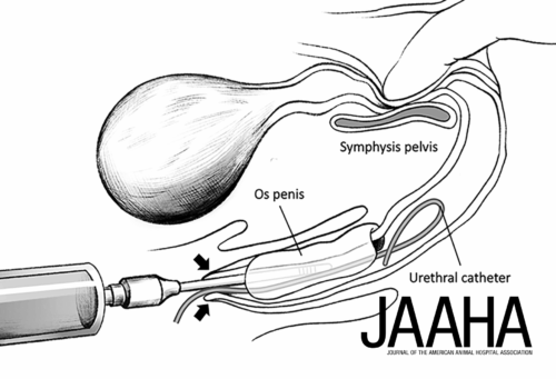 medical illustration from JAAHA showing a catheter