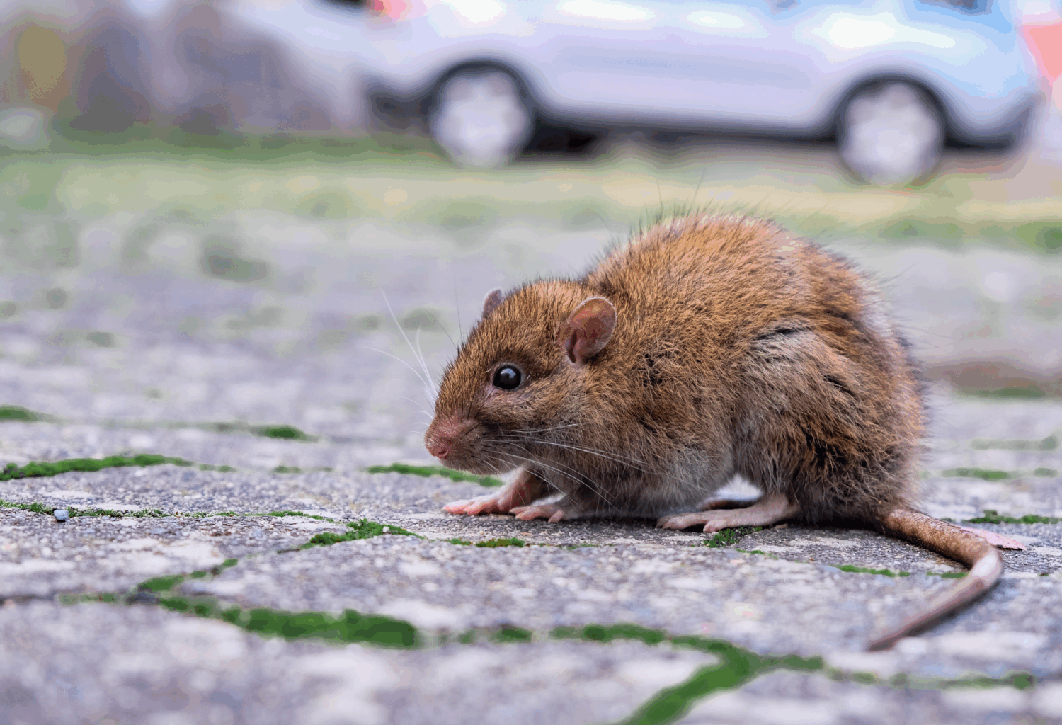 A rat on a city street
