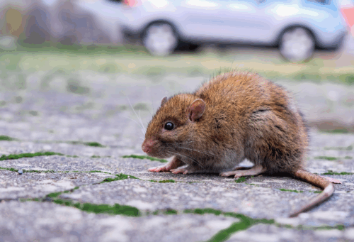 A rat on a city street