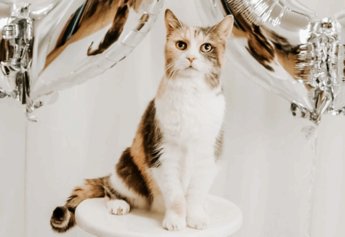 Mackenzie, a calico cat, is pictured sitting on a stool