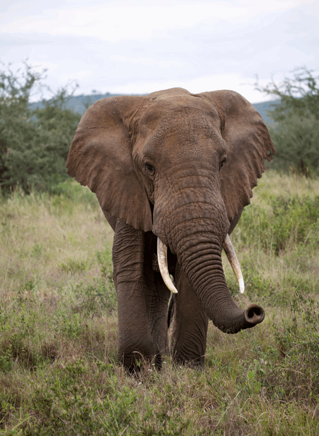 elephant in Kenya