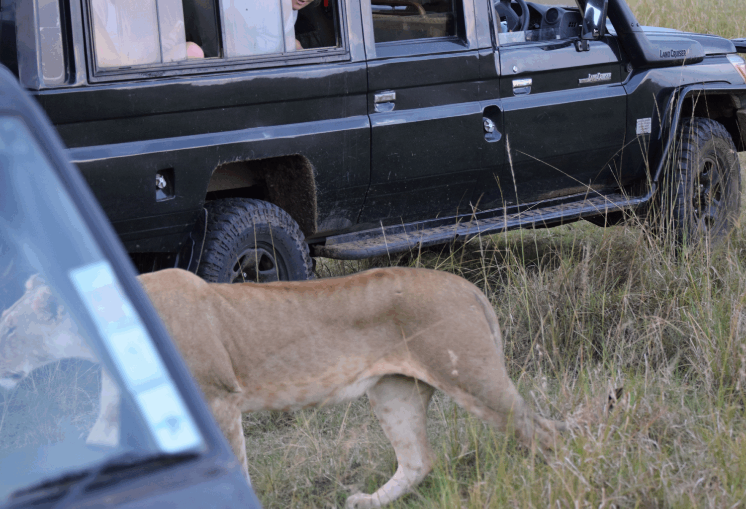 lioness in Kenya
