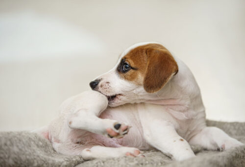 Dog itching allergies