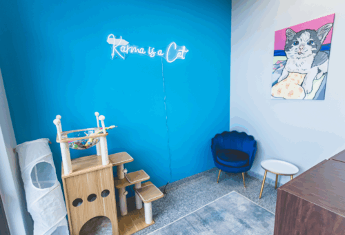 cat friendly exam room