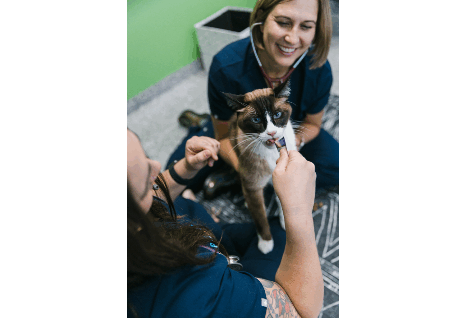 cat gets treats at vet