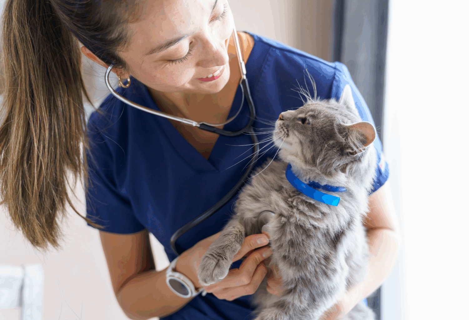 veterinarian and cat