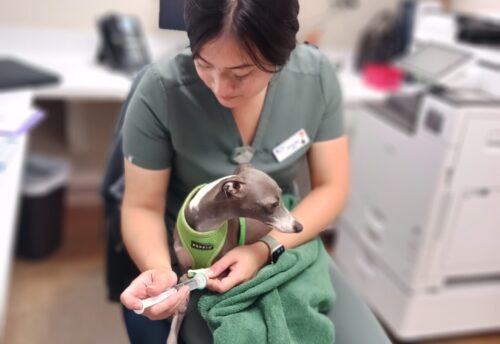 Vet tech administering IV to a puppy