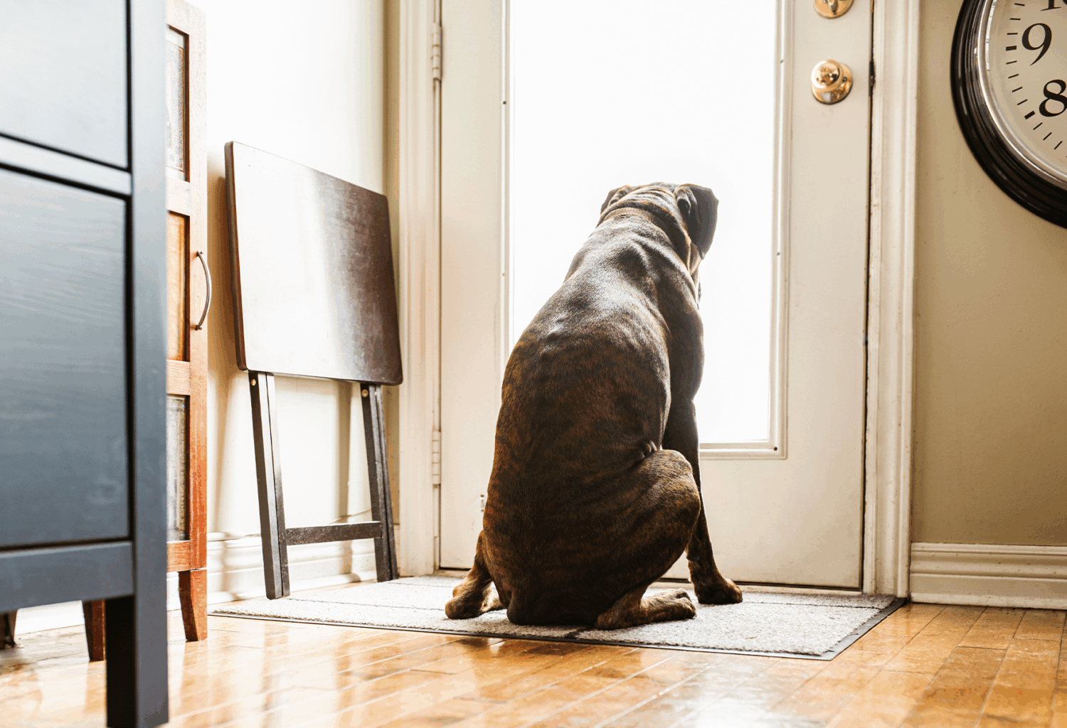 Dog sitting at door looking outside_