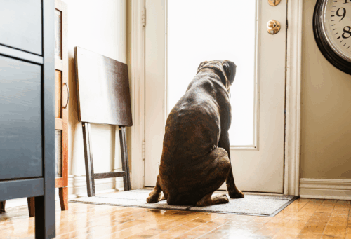 Dog sitting at door looking outside_