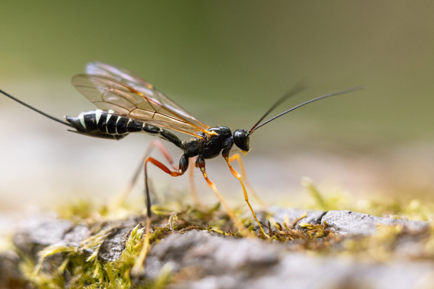 a close-up of an ichneumon wasp standing on a mossy, textured surface