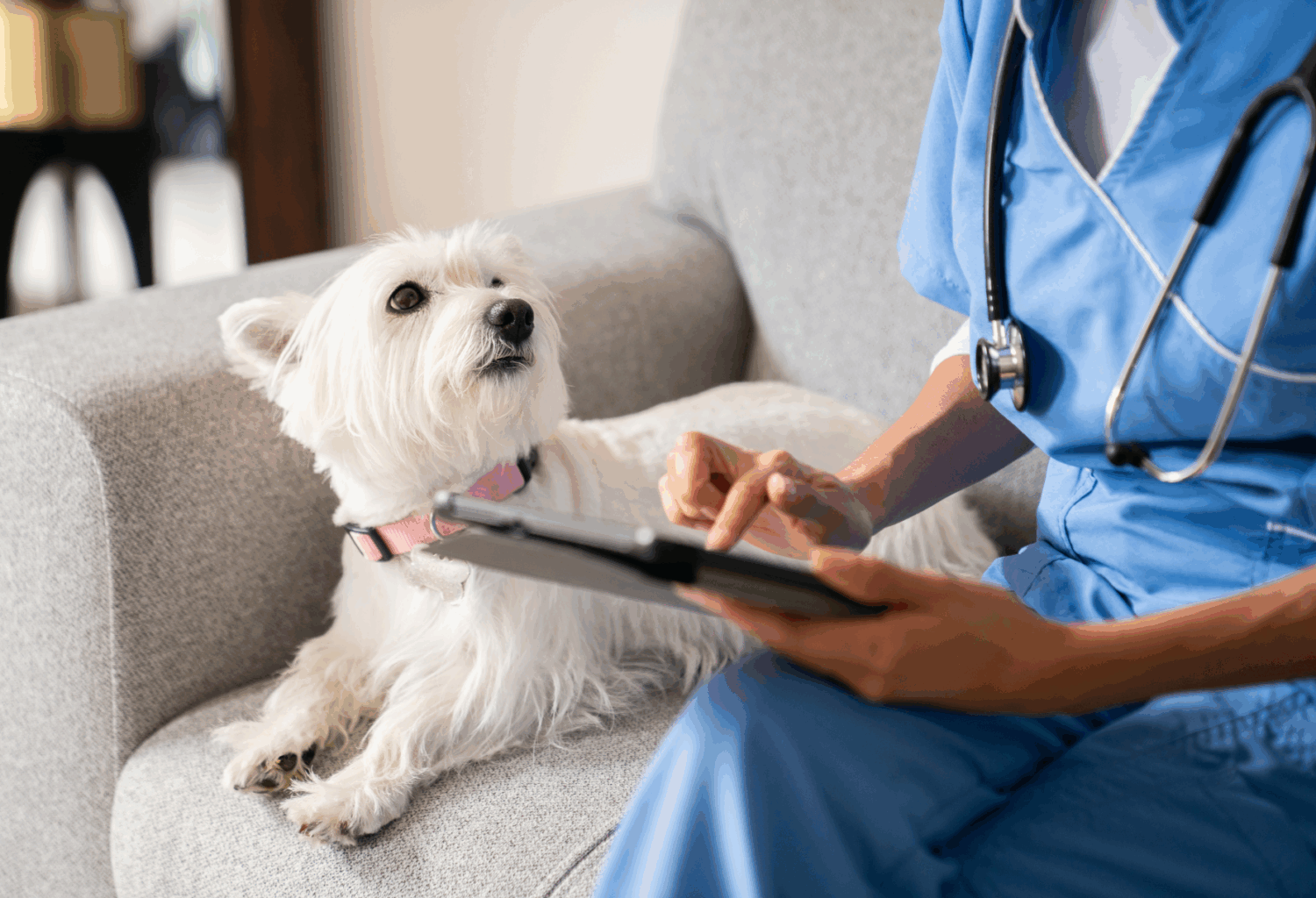 veterinarian and small white dog on couch