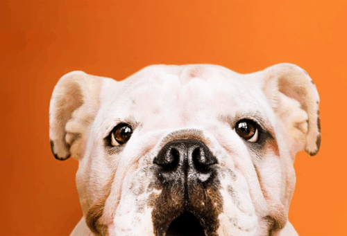 dog on orange background