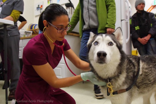 dog gets checkup