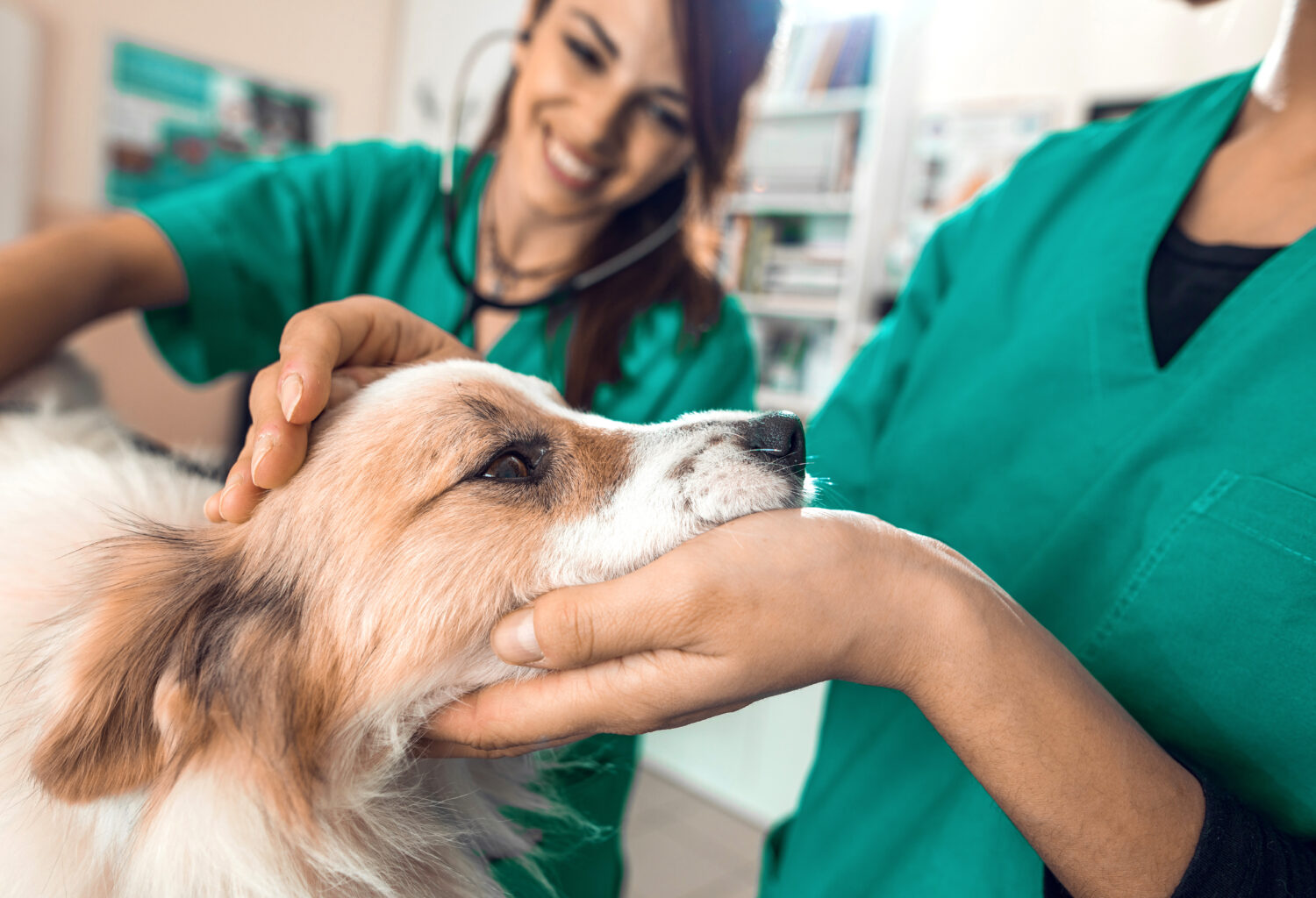 Veterinary professionals examining a dog.