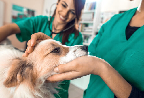Veterinary professionals examining a dog.