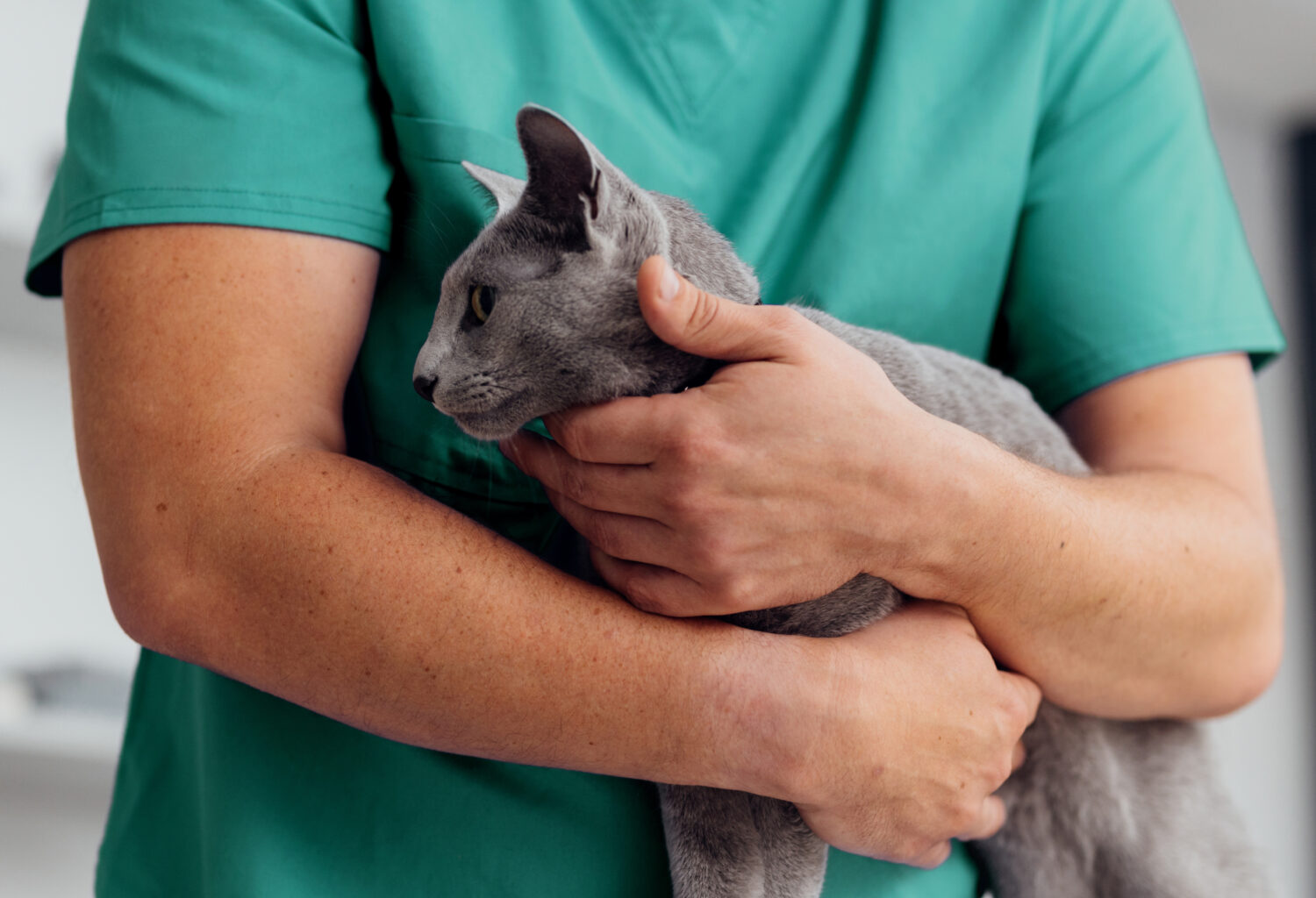 Veterinary professional holding a gray cat.