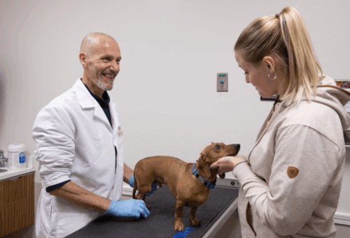 Texas a&m study doctor with a dog on the table and the owner petting him